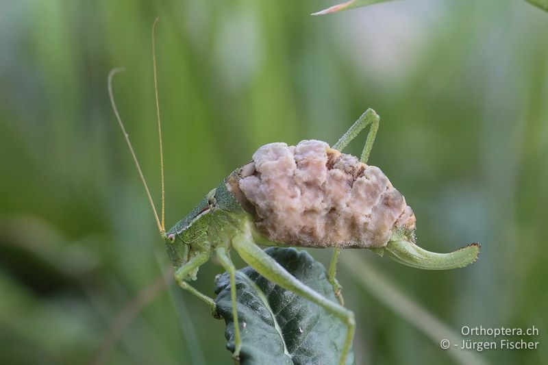 Isophya kraussii ♀ - DE, Bayern, Betzenstein, 06.07.2013