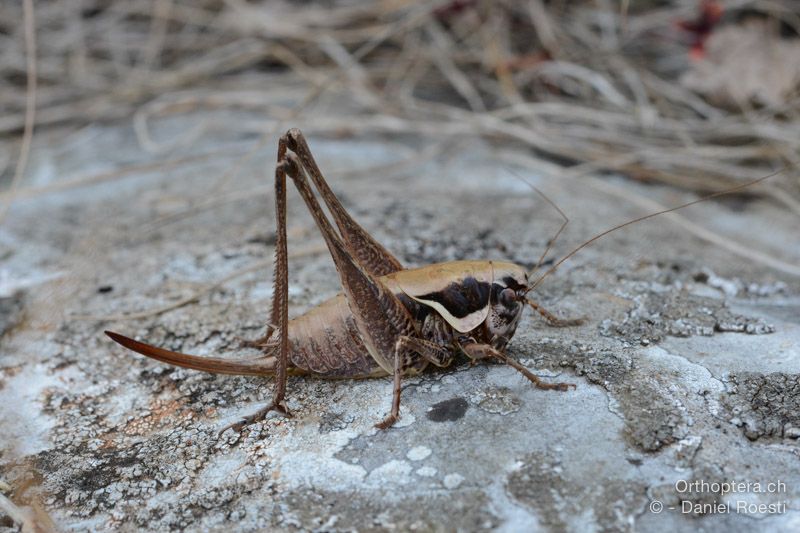 Pholidoptera femorata ♀ - HR, Istrien, Svetvinčenat, 19.07.2015