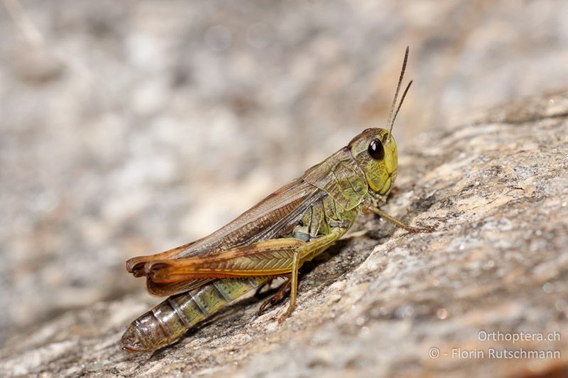 Stauroderus scalaris ♀ - CH, TI, Mt. Tamaro, 29.08.2010