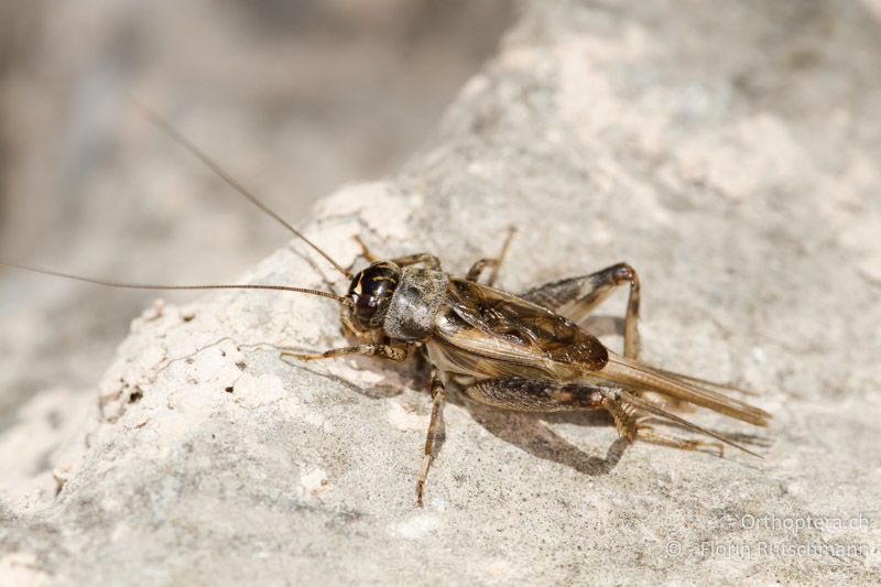 Eumodicogryllus bordigalensis ♂ mit Hinterflügeln - GR, Mittelgriechenland, Karpenisi, 20.06.2013