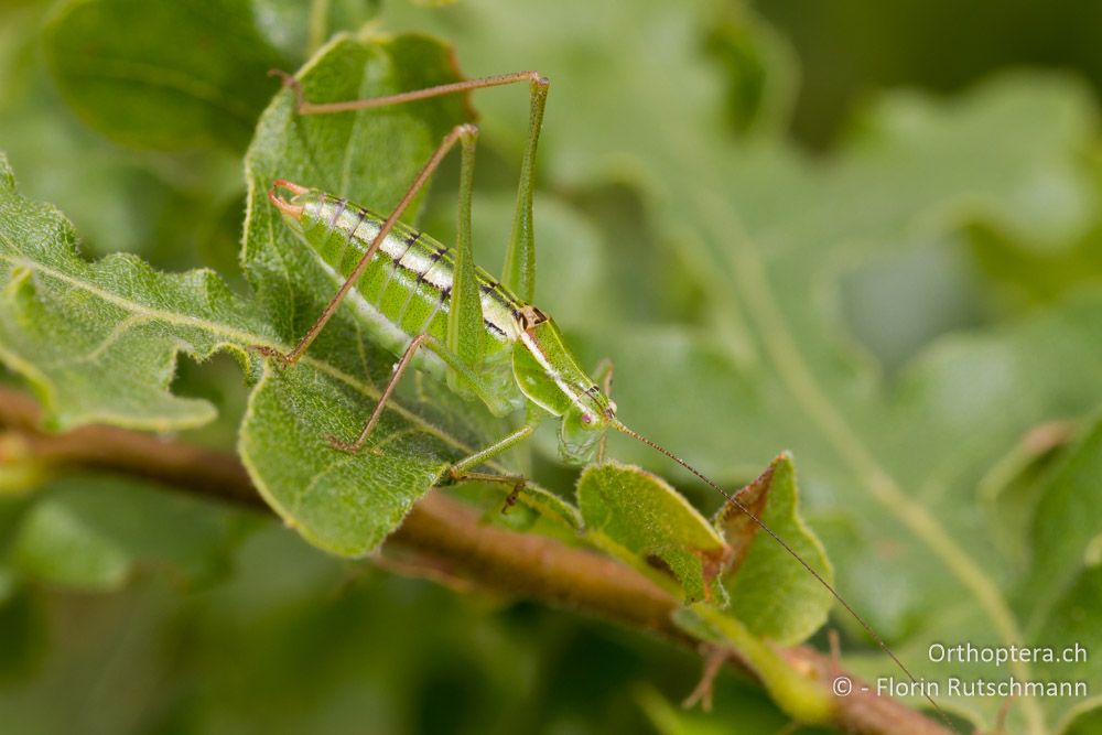 Poecilimon elegans Männchen - HR, Istrien, Pazin, 15.06.2014