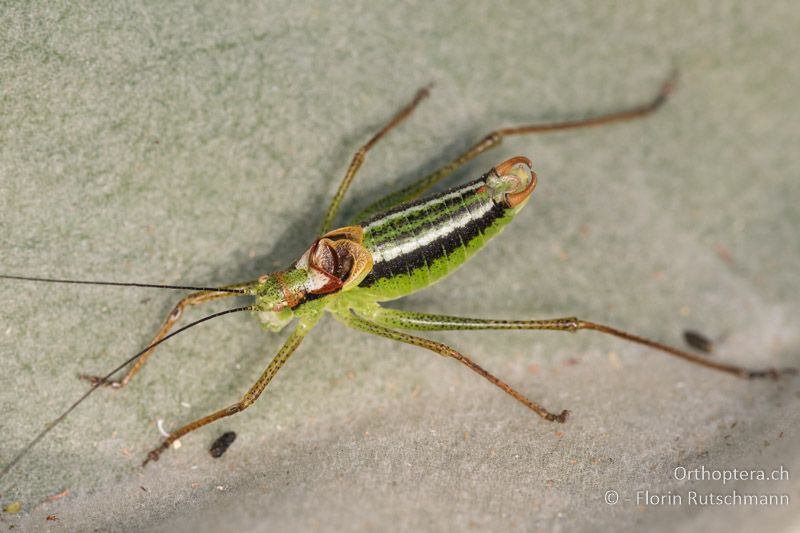 Poecilimon gracilis ♂ - GR, Zentralmakedonien, Mt. Varnous, 12.07.2017