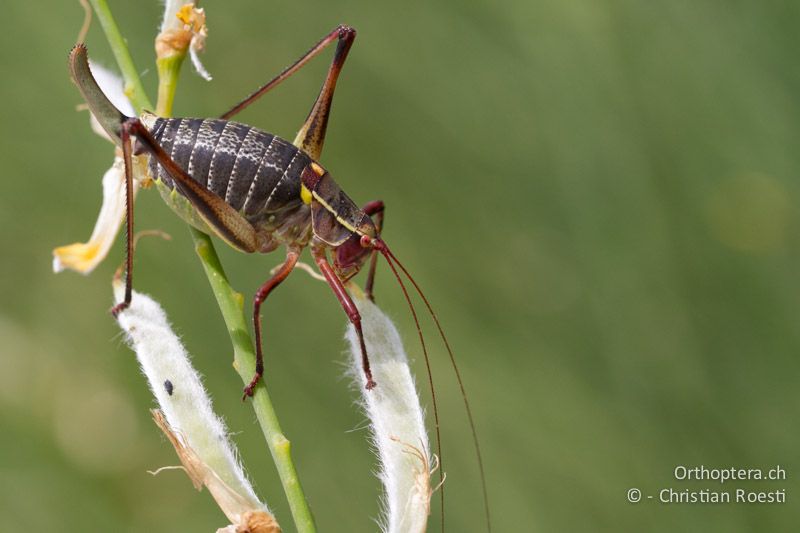 Barbitistes yersini ♀ - HR, Istrien, Trget, 05.06.2014