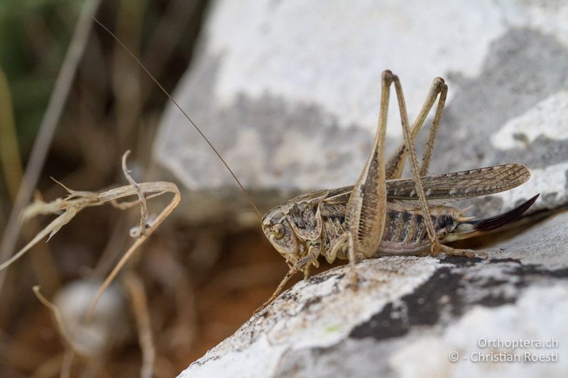 Platycleis affinis ♀ - FR, Var, Rians, 06.07.2014