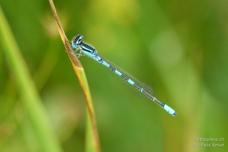 Gabelazurjungfer, Coenagrion scitulum - HR, Istrien, Račja Vas, Dol, 24.07.2015