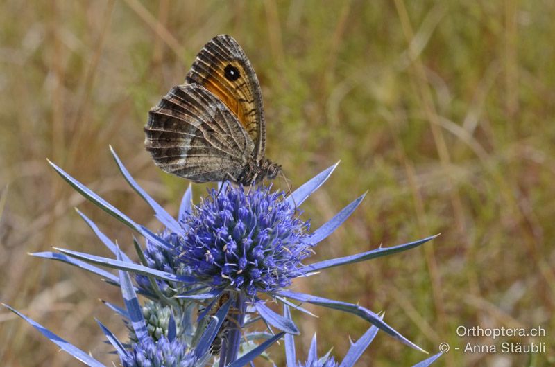 Rotbindensamtfalter (Arethusana arethusa) - HR, Istrien, Fahrt nach Brest, 25.07.2015