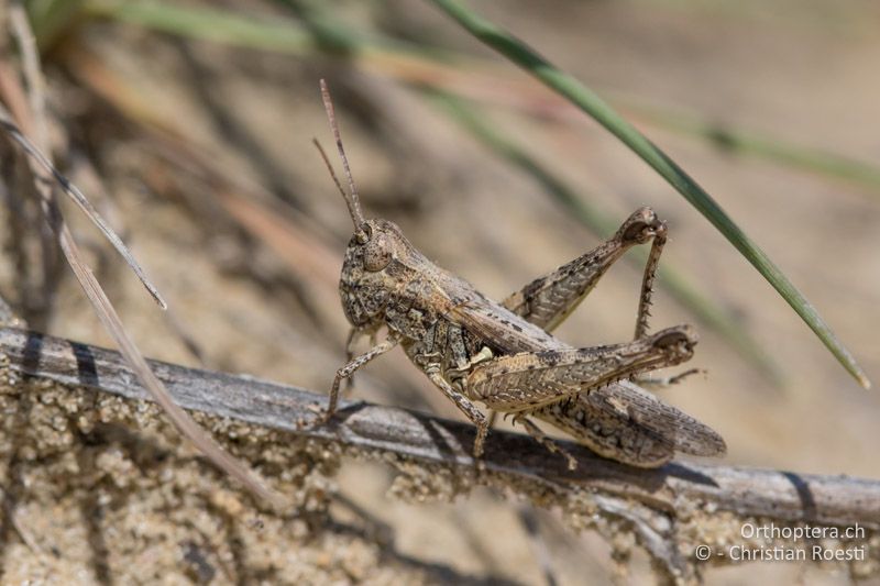 Myrmeleotettix antennatus ♀ - HU, Südliche Grosse Tiefebene, Kecskemét, 08.07.2016