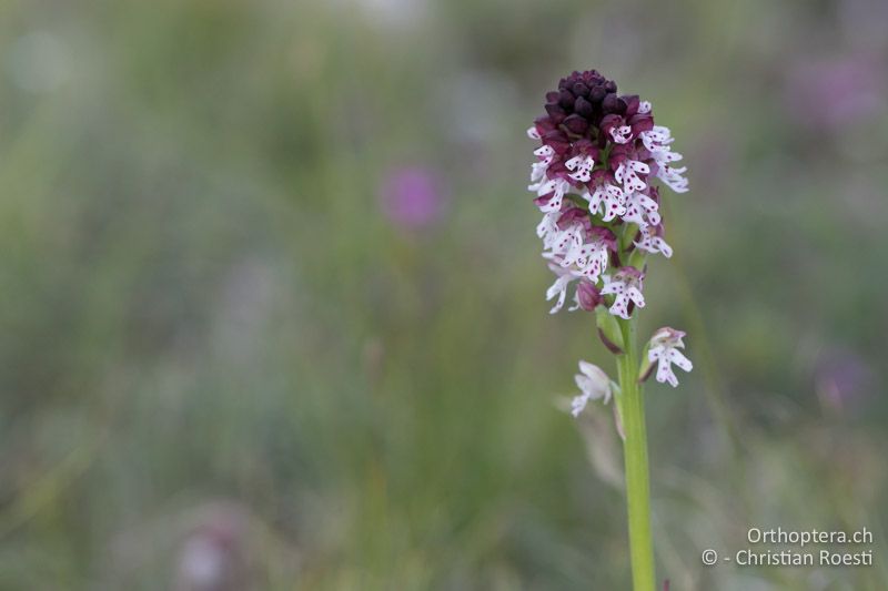 Schwärzliches Knabenkraut (Orchis ustulata) - BG, Blagoewgrad, Bergwiese bei Pass nach Pirin, 12.07.2018