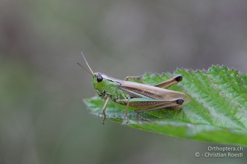 Makropteres ♀ von Pseudochorthippus montanus - CH, BE, Sigriswil, 21.08.2018