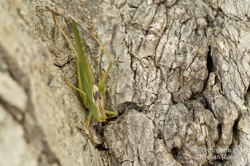 Tettigonia viridissima ♂ - ALB, Vlora, Bistricë, 20.06.2024