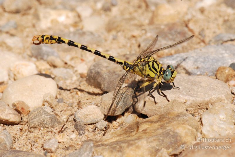 ♂ der südlichen Unterart der Kleinen Zangenlibelle (Onychogomphus forcipatus unguiculatus) - FR, Raphele, 08.07.2014