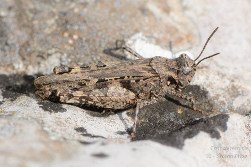 Acrotylus fischeri ♀ - FR, Col des Portes, 06.07.2014