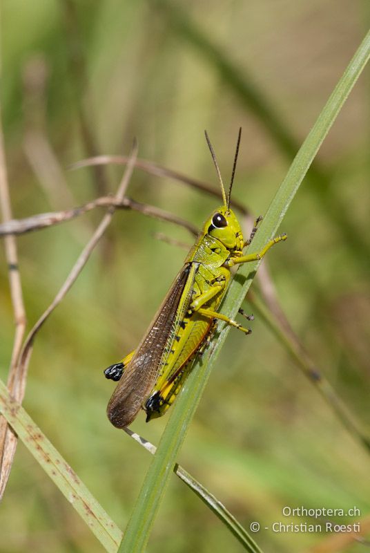 Stethophyma grossum ♂ - CH, VD, Cudrefin, 25.07.2008