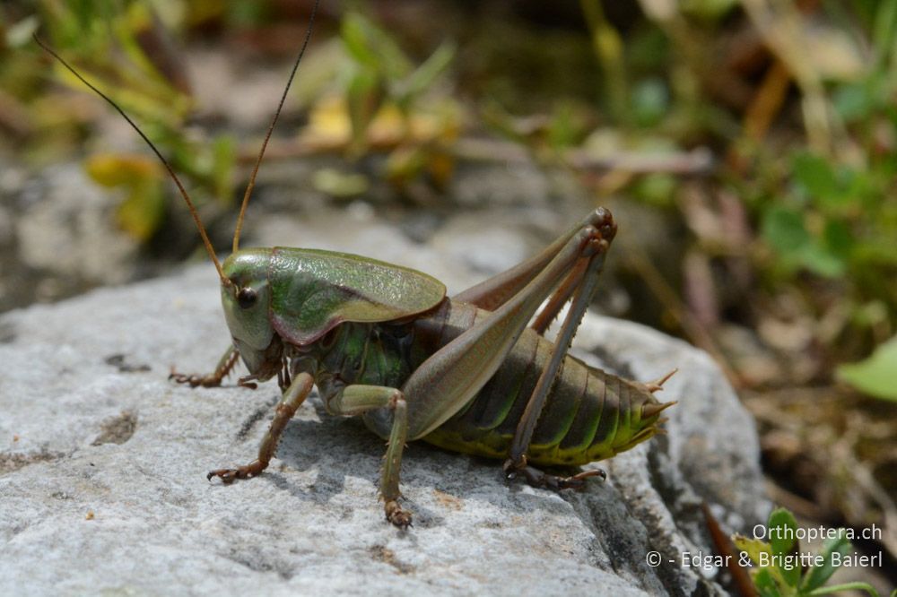 Eine männliche Larve von Psorodonotus illyricus - HR, Istrien, Račja Vas 25.06.2016