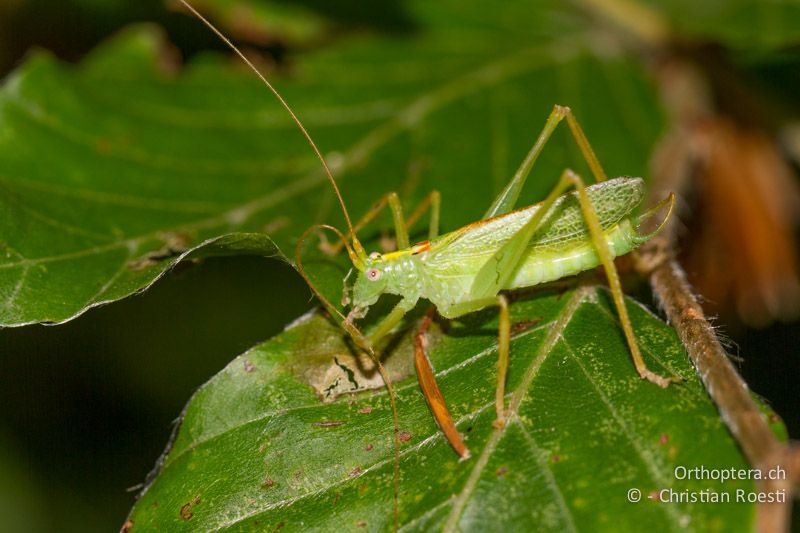 Meconema thalassinum ♂ - CH, TI, Mt. Generoso, 18.08.2013