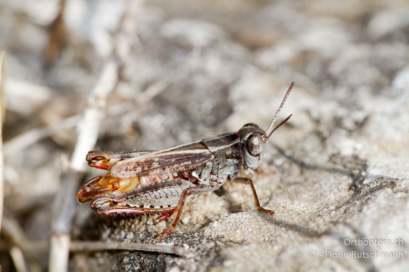 Calliptamus siciliae ♂ - IT, Abruzzen, Palena, 11.10.2011