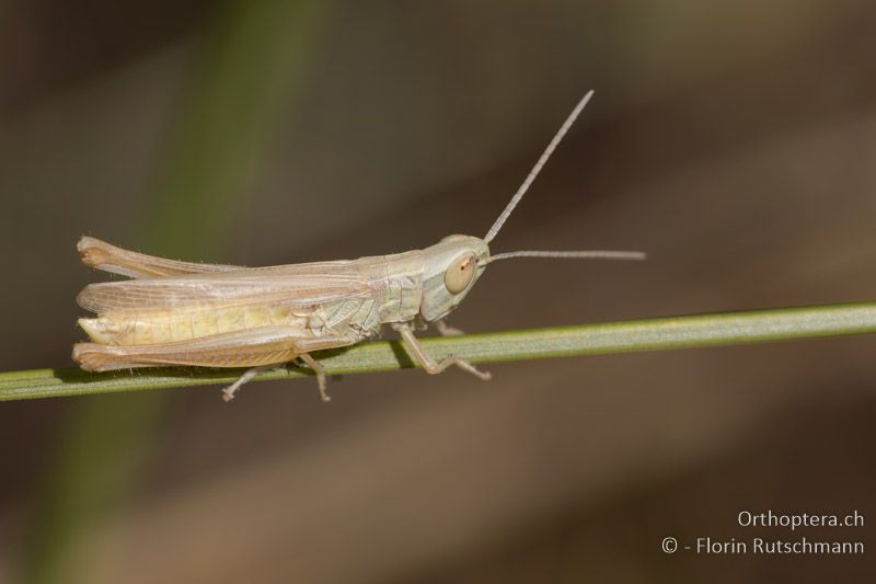 Euchorthippus pulvinatus ♂ - HU, Südliche Grosse Tiefebene, Kecskemét, 08.07.2016