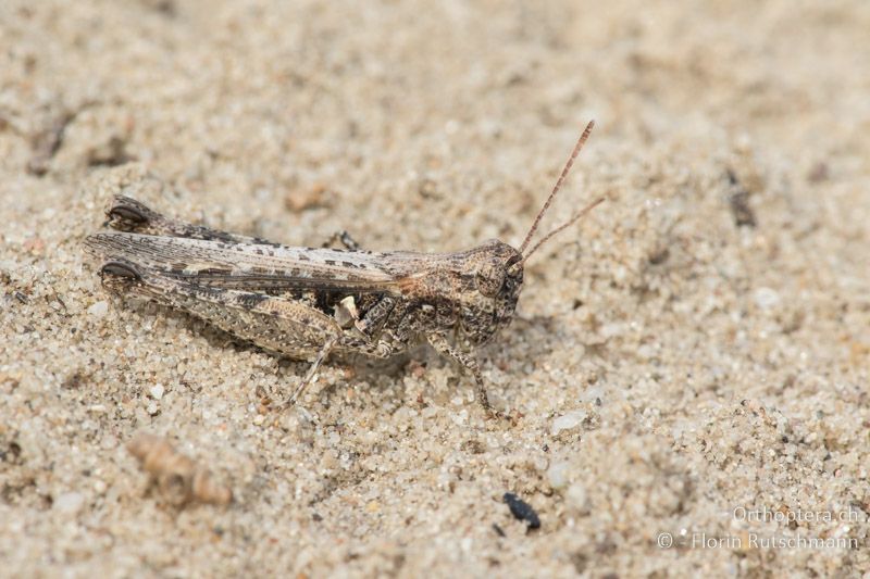 Myrmeleotettix antennatus ♀ - HU, Südliche Grosse Tiefebene, Kecskemét, 08.07.2016