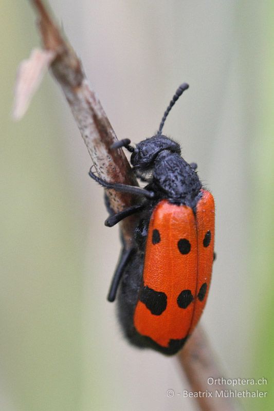 Ölkäfer (cf. Mylabris quadripunctata) trotzt dem Regen - FR, Crau, 07.07.2014