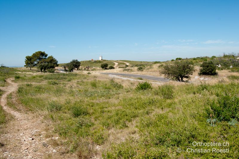 Offene Garrigue. Hier leben beide Decticus-Arten - FR, Bouches-du-Rhône, Coudoux, 24.06.2009