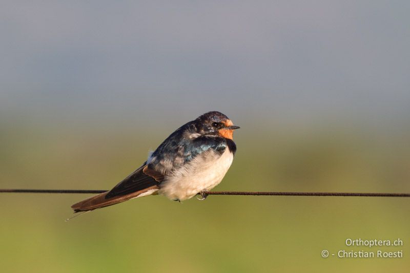 Rauchschwalbe (Hirundo rustica) im Überwinterungsgebiet - SA, Limpopo, Nylsvlei Nature Reserve, 31.12.2014