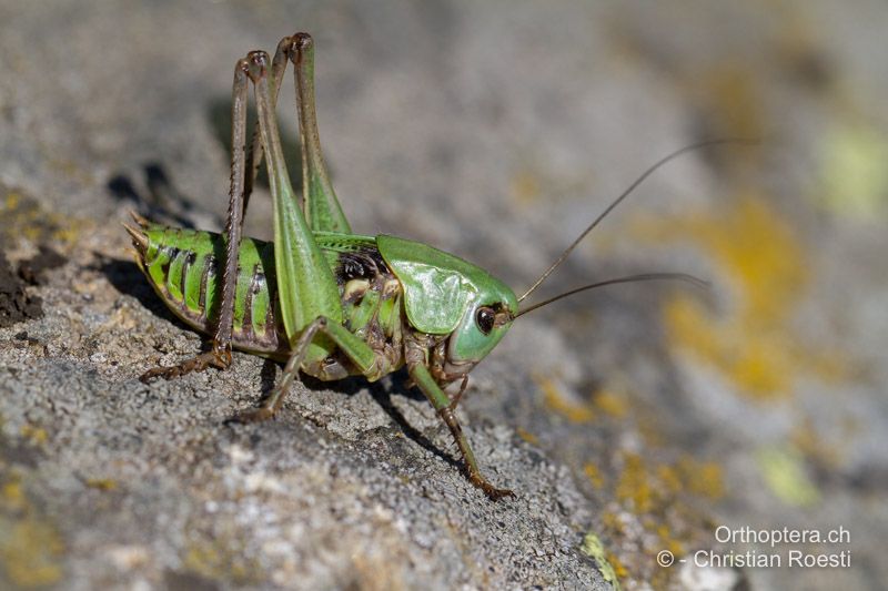 ♂ Larve von Decticus verrucivorus im 7. und letzten Larvenstadium - CH, TI, Faido, 11.08.2016