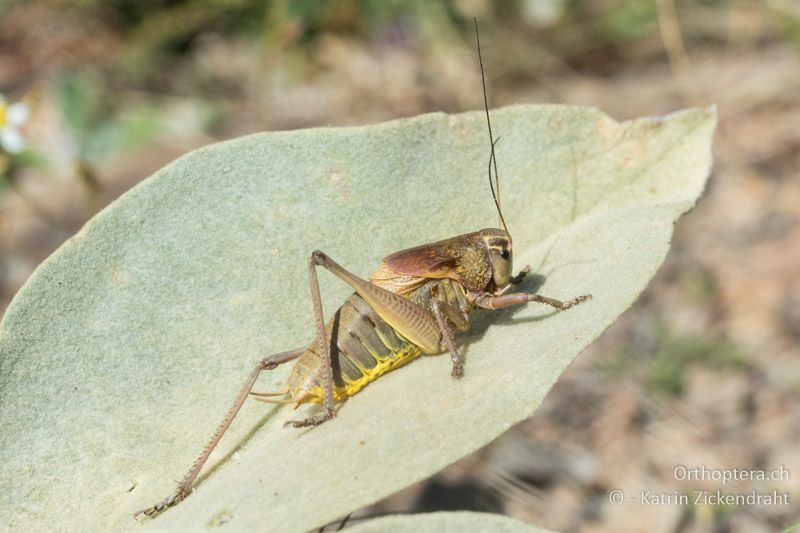 Psorodonotus macedonicus ♂ - GR, Westmakedonien, Mt. Varnous, Pisoderi, 12.07.2017