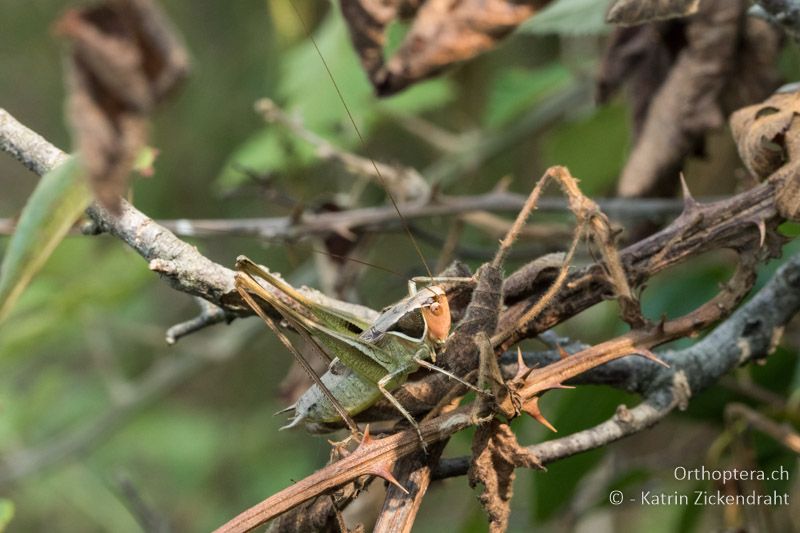 Zaunschrecke (Sepiana sepium) ♂ - GR, Zentralmakedonien, Alonia, 15.07.2017