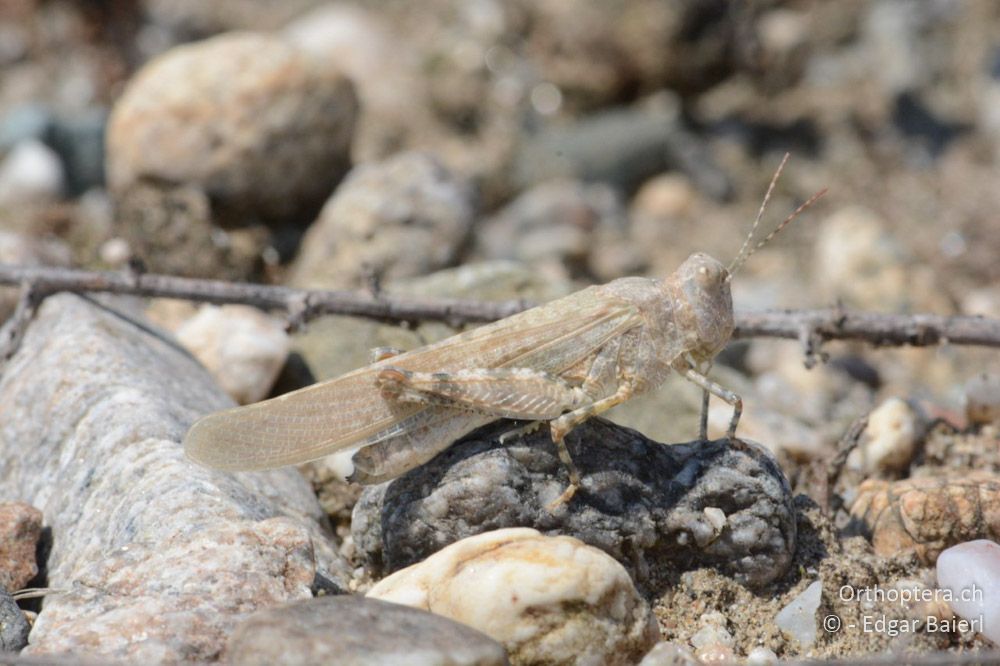 Sphingonotus caerulans ♀: wirkt fast durchsichtig - BG, Blagoewgrad, Ribnik an der Struma, 13.07.2018