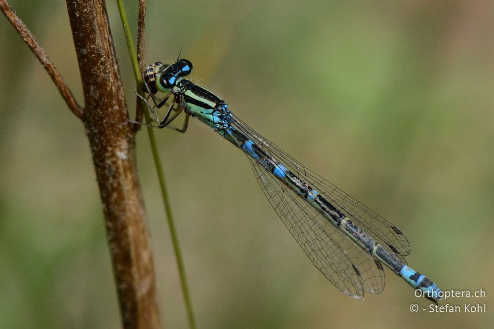 Coenagrion scitulum ♀ - HR, Istrien, Račja Vas, 24.07.2015