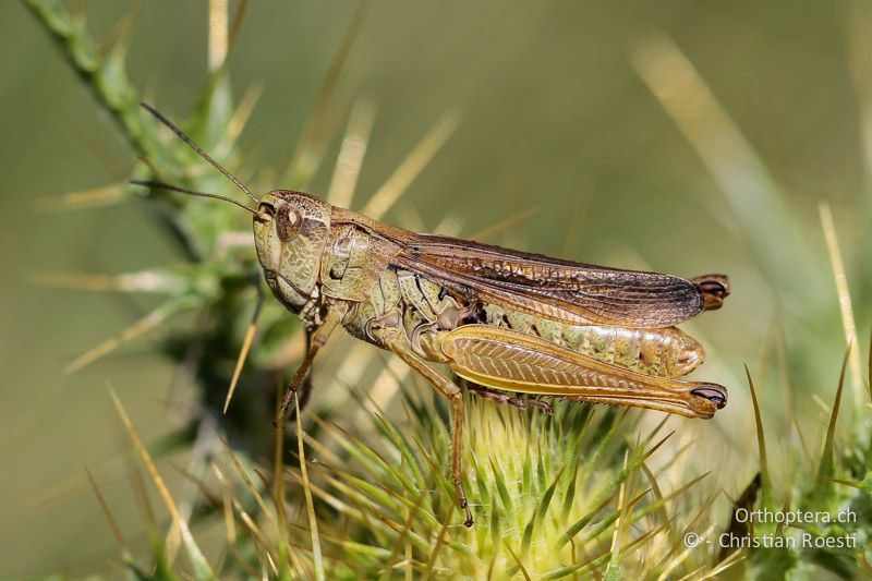 Stauroderus scalaris ♀ - GR, Ostmakedonien, Mt. Pangeon, 11.07.2012