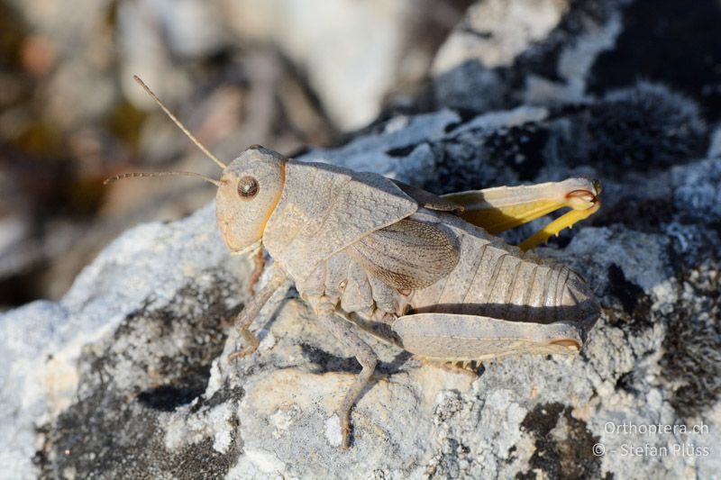 Prionotropis hystrix azami ♀ - FR, bei Rians, 06.07.2014