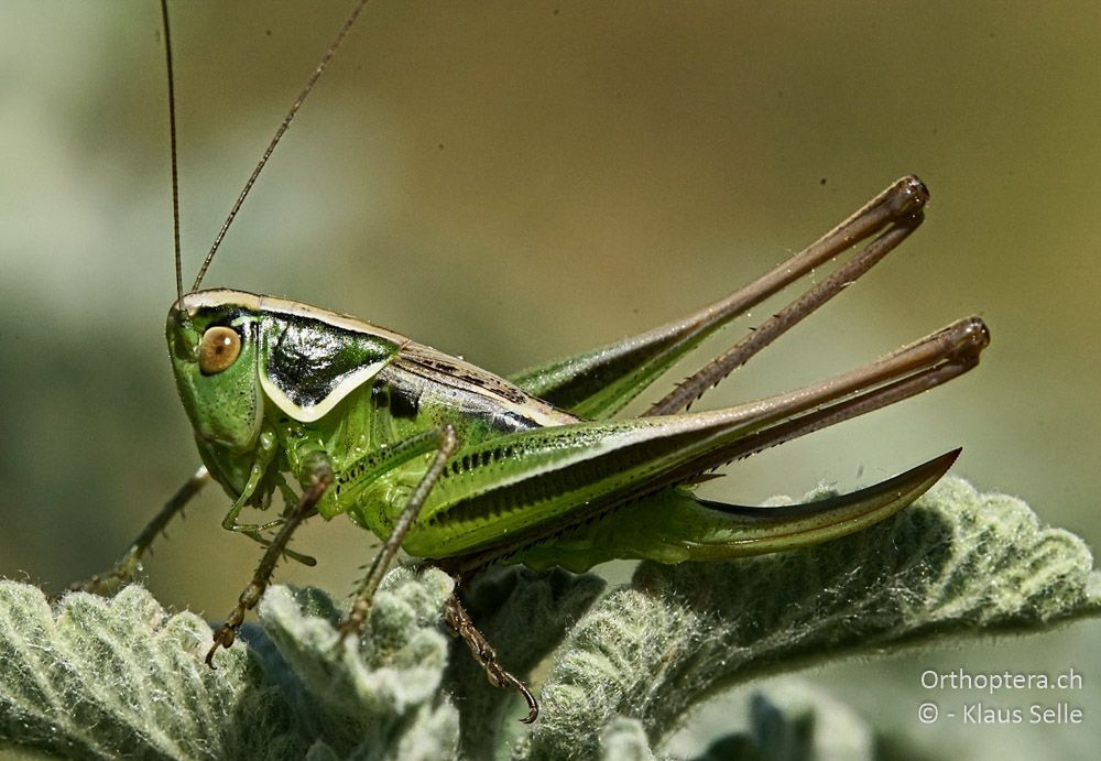 Veränderte Beissschrecke (Modestana modesta) ♀ - HR, Istrien, Skitača, 24.06.2016