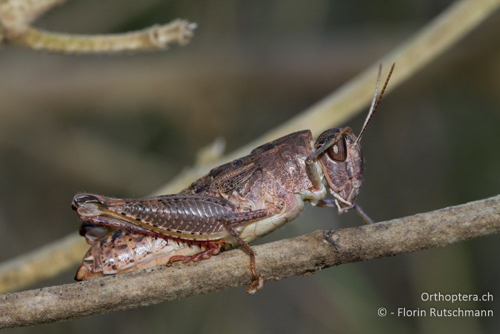 Weibchen von Paracaloptenus caloptenoides - Westlich von Paramythia, 11.07.2011