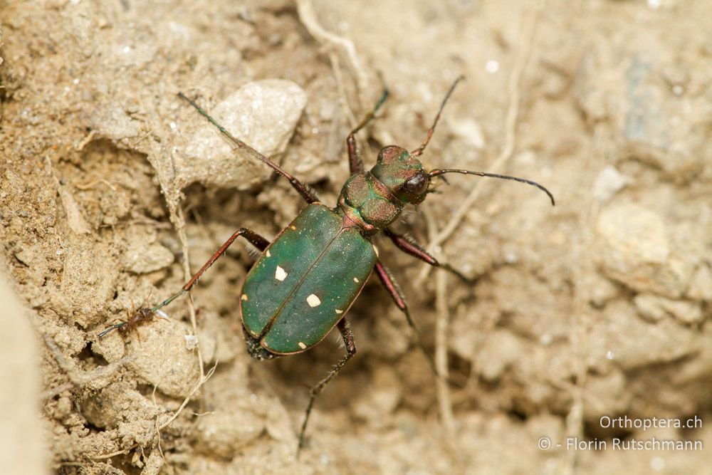 Feld-Sandlaufkäfer (Cicindela campestris) - GR, Westmakedonien, Mt. Vernon, 10.07.2013