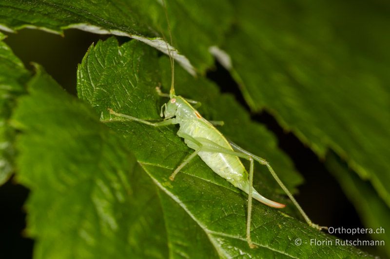 Meconema meridionale ♀ - CH, AG, Obersiggenthal, 21.09.2013