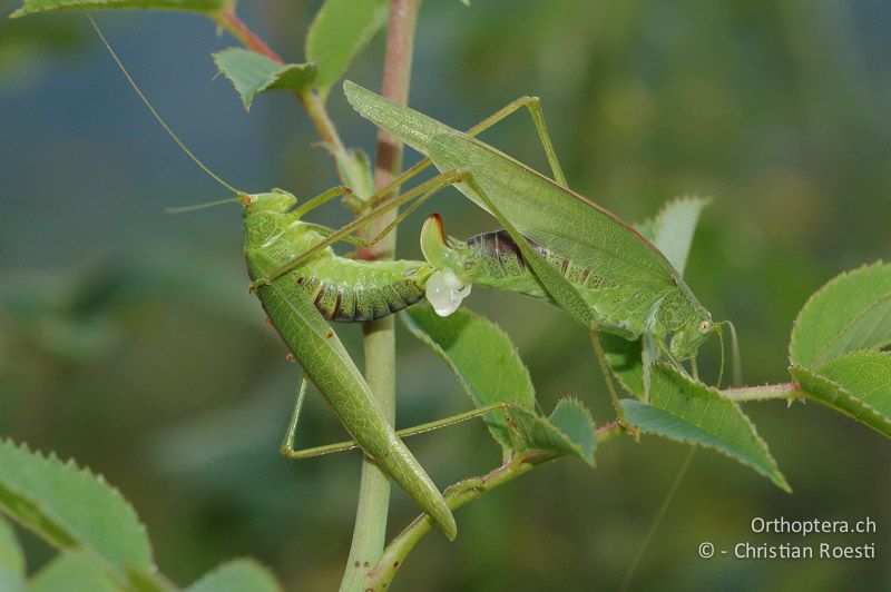 Paarung von Phaneroptera nana. Das ♀ ist rechts - CH, TI, Meride, 12.19.2006