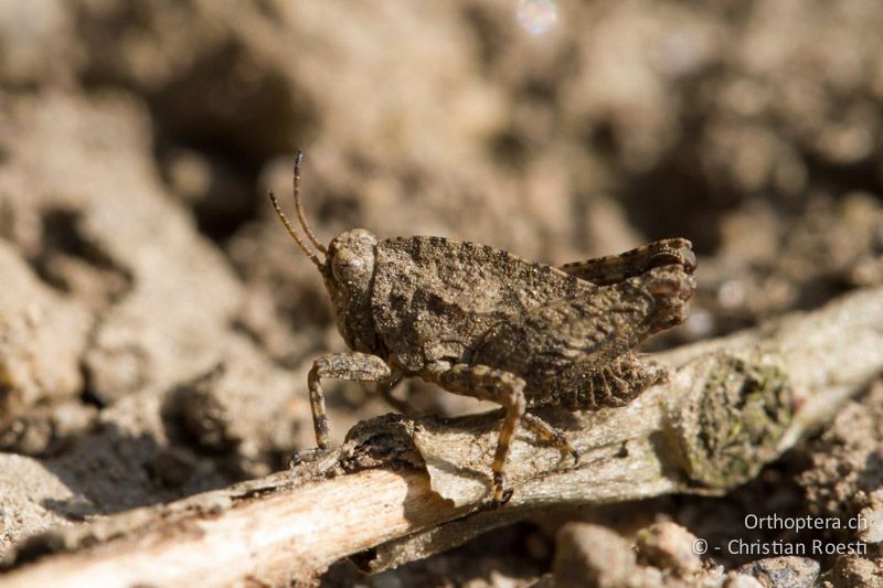 Larve von Tetrix tenuicornis ♂ - CH, BE, Bern, 13.03.2014