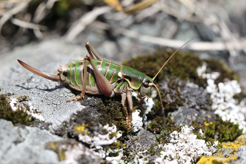 Anonconotus italoaustriacus ♀ - AT, Kärnten, Grossglockner Nationalpark, Heiligenblut, 21.09.2016