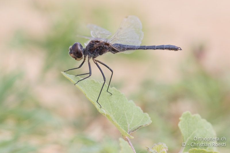 Das Teufelchen (Selysiothemis nigra) ♂ - GR, Zentralmakedonien, Volvi-See, 04.07.2017