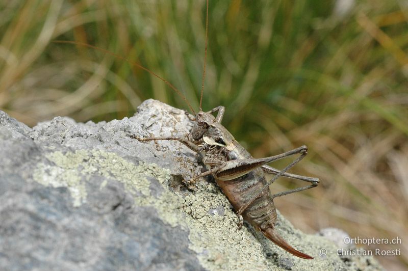 Antaxius difformis ♀ - CH, TI, Mt. Generoso, 11.09.2006