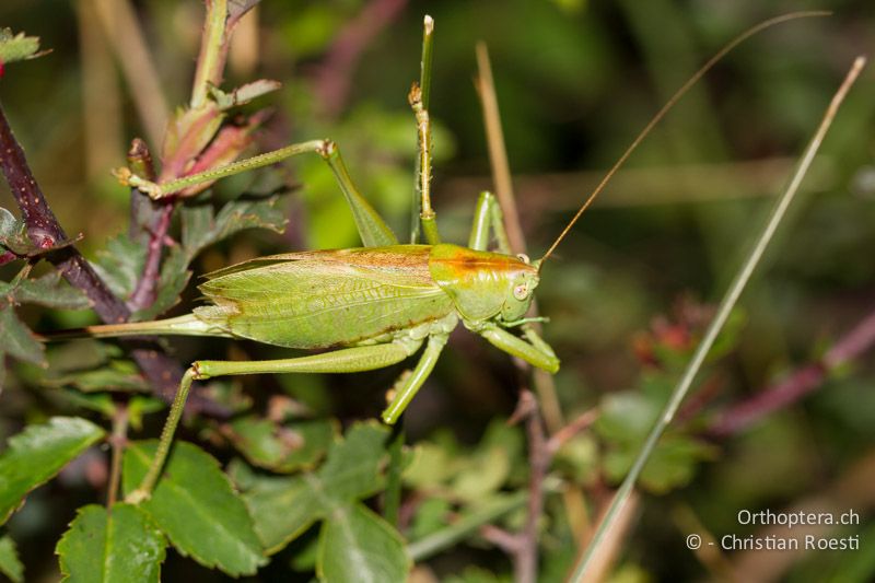 Tettigonia cantans ♀ - CH, TI, Mt. Generoso, 03.09.2013