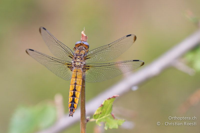 Spitzenfleck ♀ (Libellula fulva) - GR, Ostmakedonien, Mt. Pangion, 06.07.2013