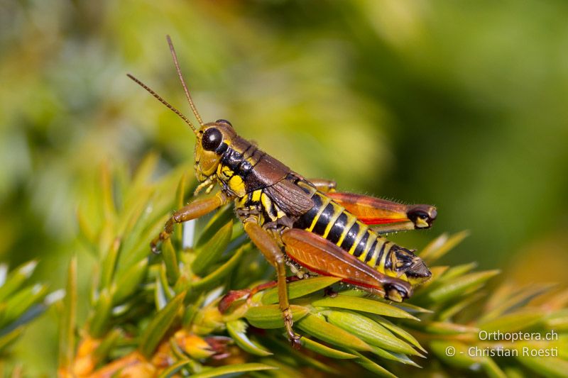 Podisma pedestris ♂ - CH, VS, Riederfurka, 03.08.2007