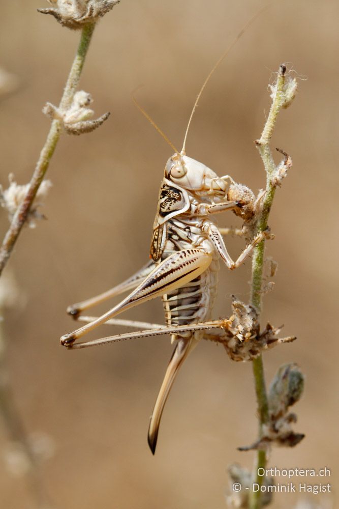 Gampsocleis abbreviata - Bei Elassona, 16.07.2011