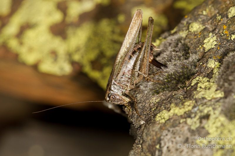 Eiablage von Platycleis grisea ♀ in ein Moospolster - CH, GR, Puschlav, 19.09.2013