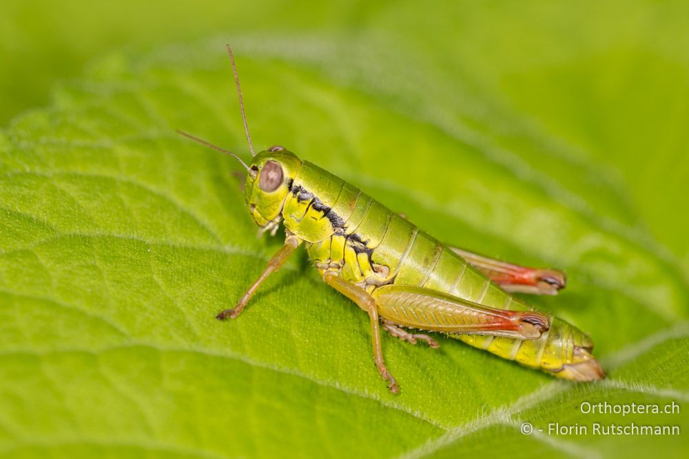 Flügellose Knarrschrecke (Micropodisma salamandra) - HR, Istrien, Motovun, 24.07.2014