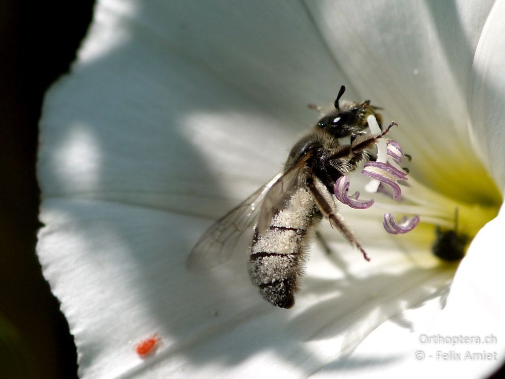 Spiralhornbiene Systropha sp. ♀ - GR, Zentralmakedonien, Kerkini-See, 08.07.2013