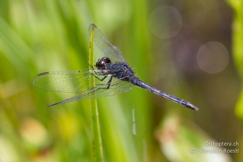 Diplacodes lefebvrii, Black Percher ♂ - SA, Mpumalanga, Graskop, 11.01.2015