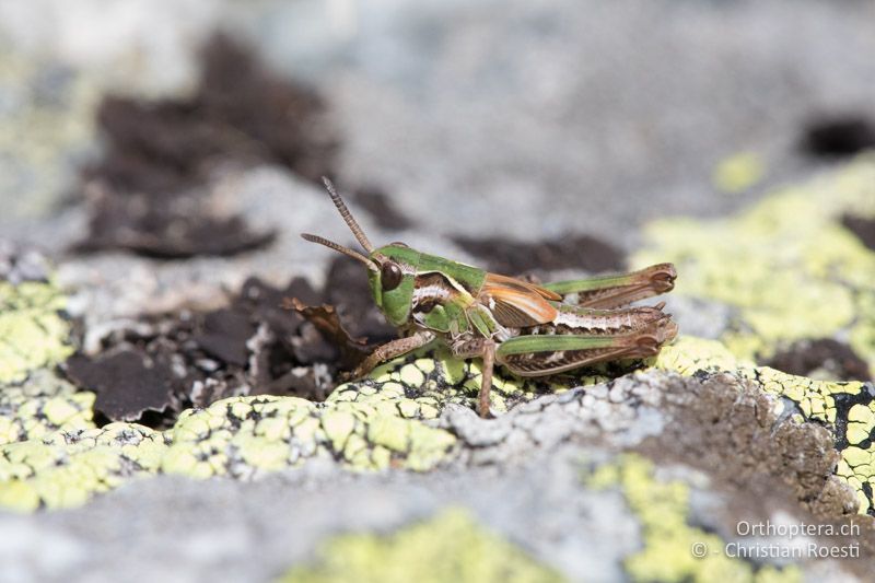 ♂ von Aeropedellus variegatus im letzten Larvenstadium - CH, GR, Muottas Muragl, 19.09.2019